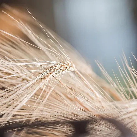 & Restaurant Rupertigau מלון וואלס